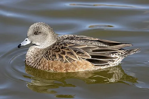 Adult female American Wigeon, grayish head with pale blue bill