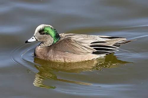 Adult male American Wigeon, white forehead with green eye stripe