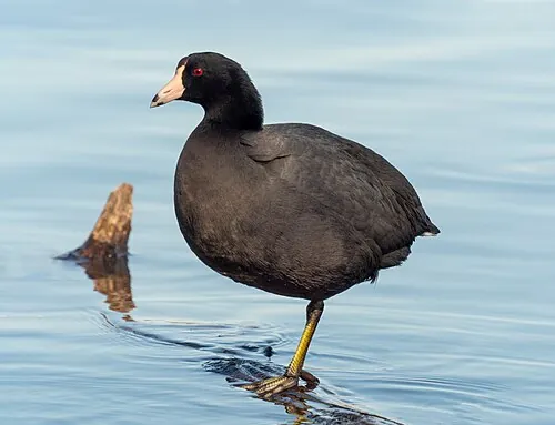 American Coot, slate-charcoal body with ivory-white bill and red frontal shield