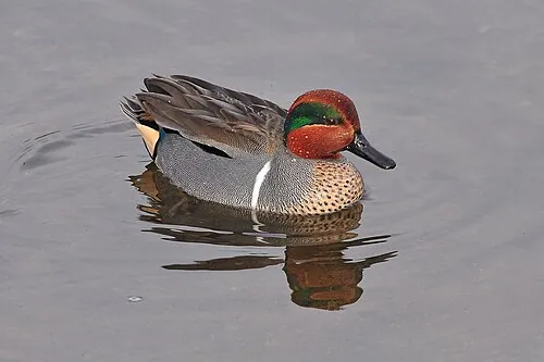 Adult male Green-winged Teal, chestnut head with green eye patch