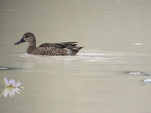 Adult female Blue-winged Teal, mottled brown