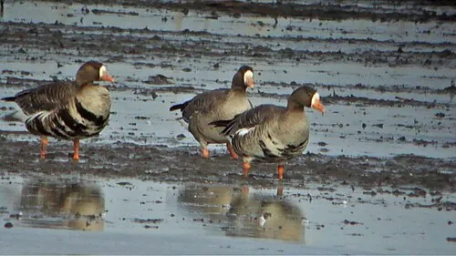 Greater White-fronted Goose, brown body with white forehead patch, pink bill, and dark belly barring