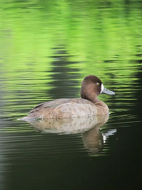 Adult female Lesser Scaup, brown with clean white patch at bill base