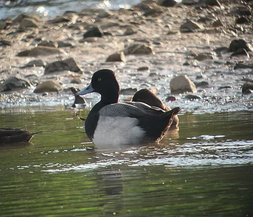 Adult male Lesser Scaup, peaked purple-glossed head and gray back