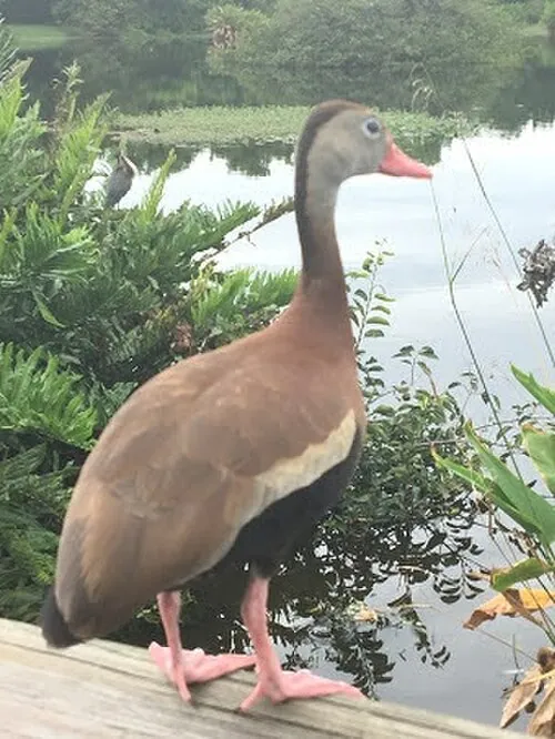 Black-bellied Whistling-Duck, pink bill, pink legs, white eye ring, black belly