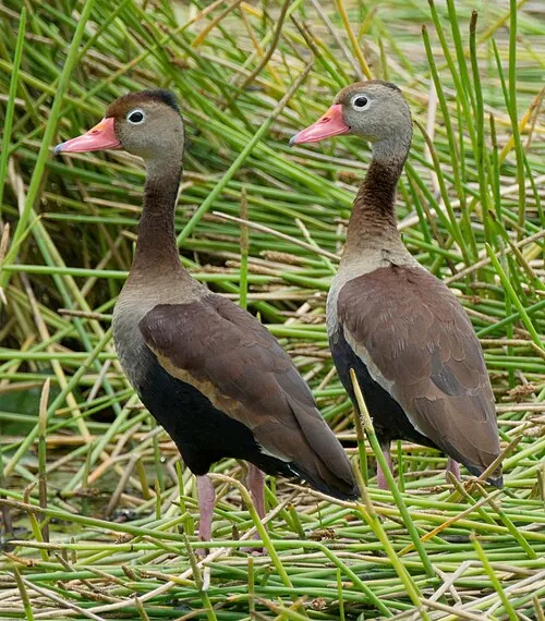 Second Black-bellied Whistling-Duck adult, showing side profile
