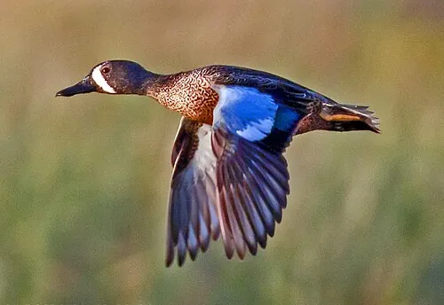 Adult male Blue-winged Teal, blue-gray head with white facial crescent