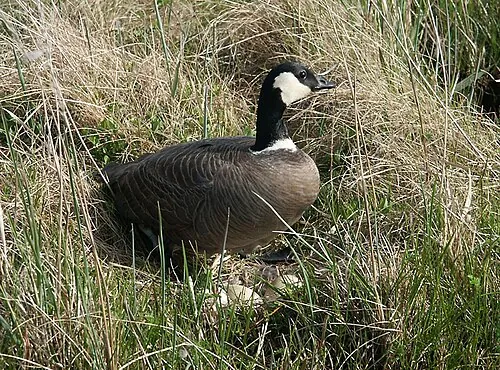 Cackling Goose (B. h. minima), small dark goose with stubby bill and small head