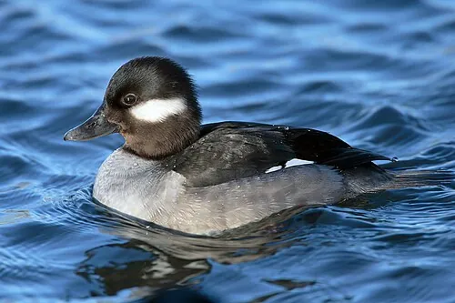Adult female Bufflehead, dark head with small white cheek spot