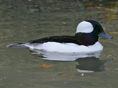 Adult male Bufflehead, black and white with iridescent head and wraparound white patch