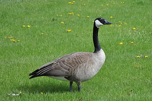 Canada Goose, long black neck with white chinstrap, brown body
