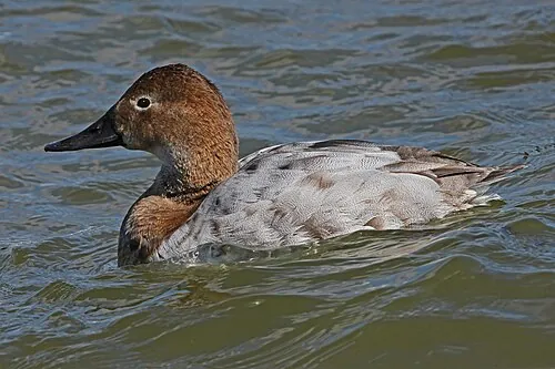 Adult female Canvasback, sloping profile and pale grayish back