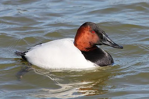 Adult male Canvasback, sloping-forehead profile and white back