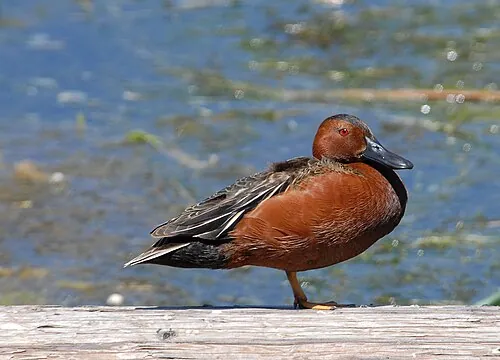 Adult male Cinnamon Teal, rusty cinnamon body with red eye