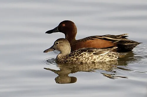 Cinnamon Teal pair, female on right