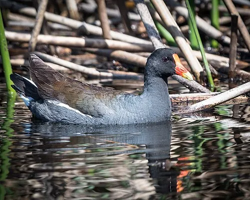 Common Gallinule, slate-gray body with red bill tipped yellow