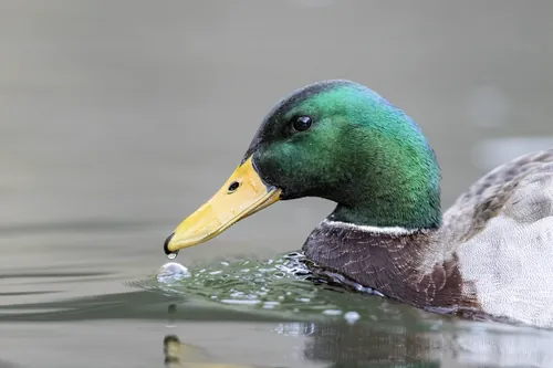 Adult male Mallard, iridescent green head, yellow bill, white neck ring