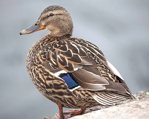 Adult female Mallard, mottled brown with orange bill
