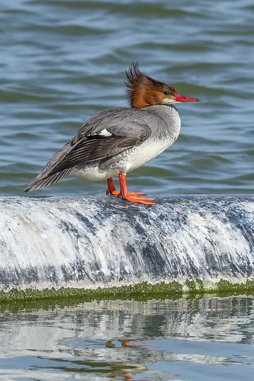 Adult female Common Merganser, rusty head with sharp white breast contrast