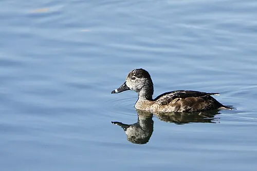 Adult female Ring-necked Duck, brown with pale eye ring and ringed bill