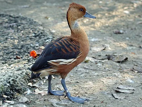 Fulvous Whistling-Duck adult, warm cinnamon body with dark nape stripe and white flank stripe