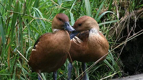 Second Fulvous Whistling-Duck, side profile showing white flank stripe