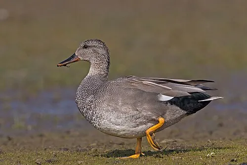 Adult male Gadwall, vermiculated gray body with black tail coverts