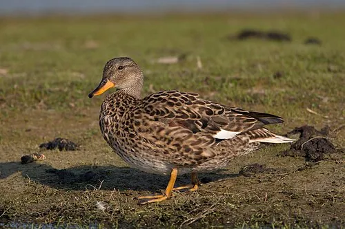 Adult female Gadwall, mottled brown with orange-edged dark bill