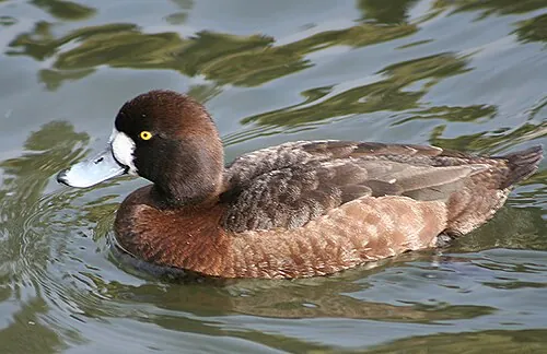 Adult female Greater Scaup, brown with bold white patch at bill base
