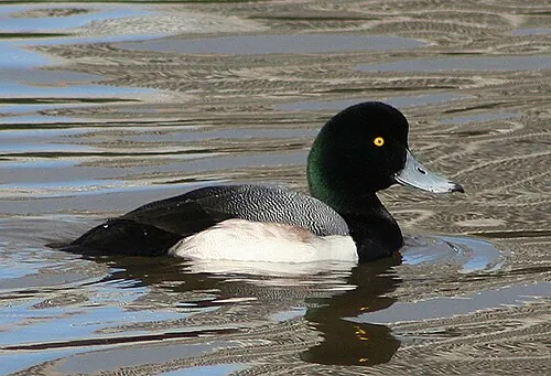 Adult male Greater Scaup, rounded green-glossed head