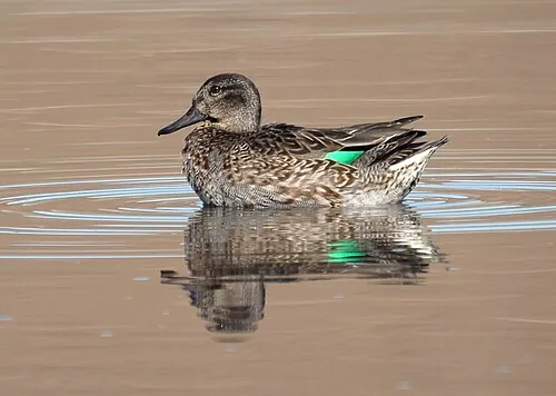 Adult female Green-winged Teal, small, plain gray-brown