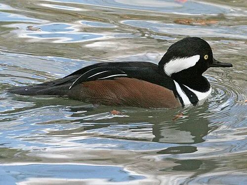Adult male Hooded Merganser, fan-shaped white crest bordered black