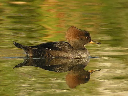 Adult female Hooded Merganser, cinnamon shaggy crest