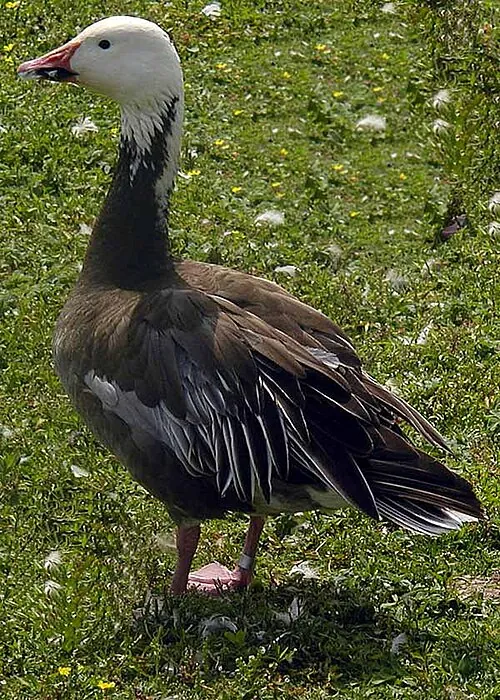 Blue-morph Snow Goose, white head with slate body