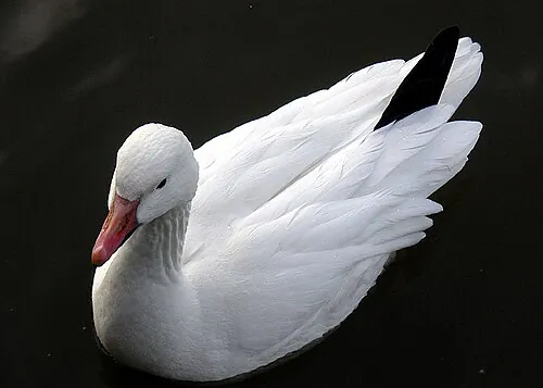 White-morph Snow Goose, all white with black wingtips and pink bill