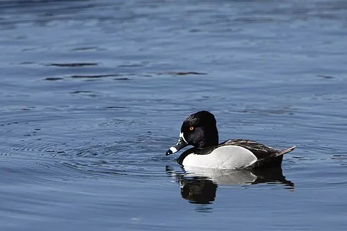 Adult male Ring-necked Duck, peaked black head with white spur at breast