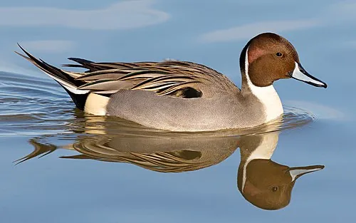 Adult male Northern Pintail, chocolate head with long tail