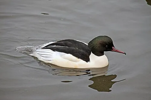 Adult male Common Merganser, clean green head and bright white breast