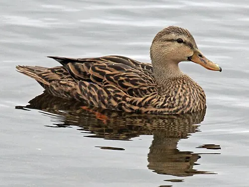 Adult female Mottled Duck, dark buff-brown with olive bill