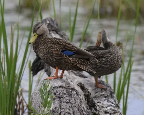 Adult male Mottled Duck, bright yellow bill and blue speculum visible on the folded wing; female standing behind