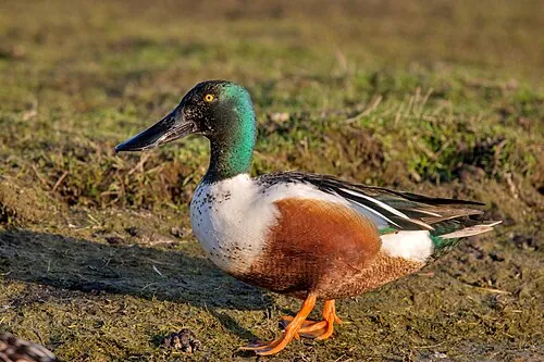 Adult male Northern Shoveler, green head with oversized spatulate bill