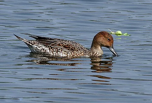 Adult female Northern Pintail, slender with plain buffy head