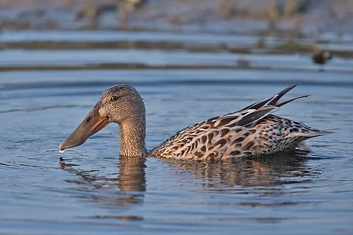 Adult female Northern Shoveler, mottled brown with oversized spatulate bill