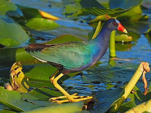 Purple Gallinule, iridescent purple body with green back, red bill with yellow tip, blue shield, long yellow legs