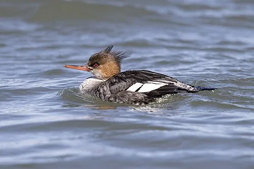 Adult female Red-breasted Merganser, rusty head blending into gray breast