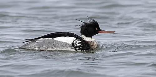 Adult male Red-breasted Merganser, shaggy green crest with red bill