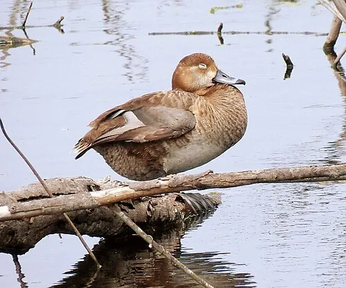 Adult female Redhead, warm brown with rounded head