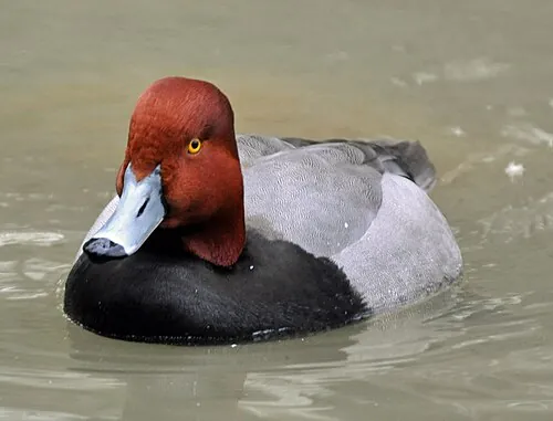 Adult male Redhead, rounded rufous head and black chest