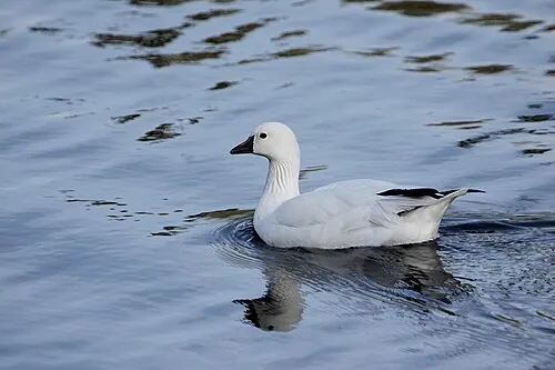 Ross's Goose, small white goose with black wingtips and stubby bill
