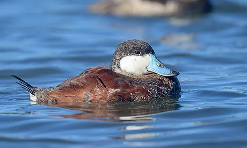 Adult male Ruddy Duck in breeding plumage, chestnut body with sky-blue bill